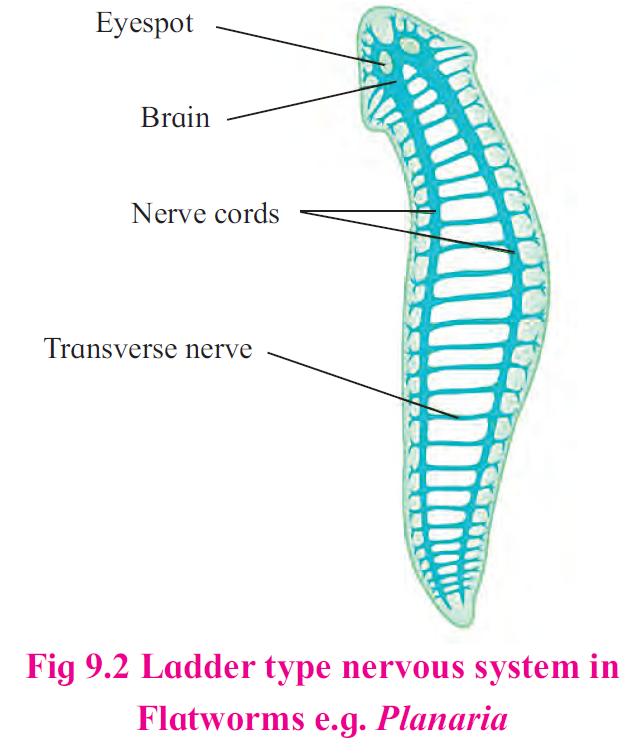 Nerve